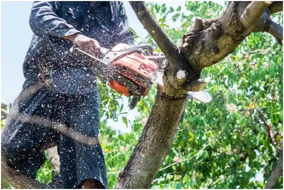 tree services Bear Creek